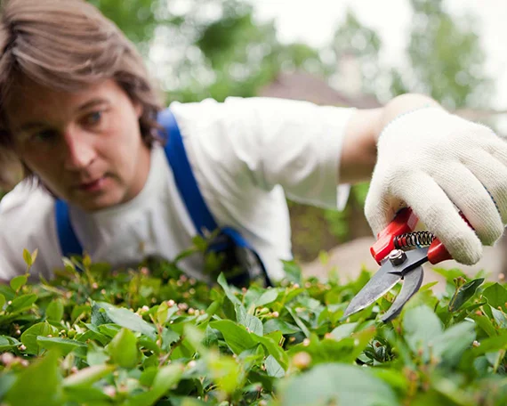 Lawn Care