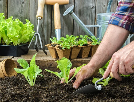 Diverse Plantation Services