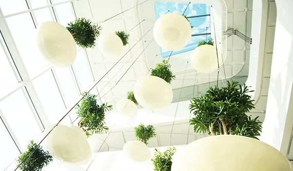 Plant Installation
