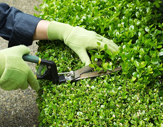 Landscape Maintenance