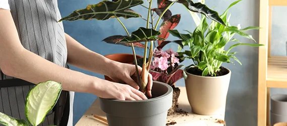 Planting and Transplanting