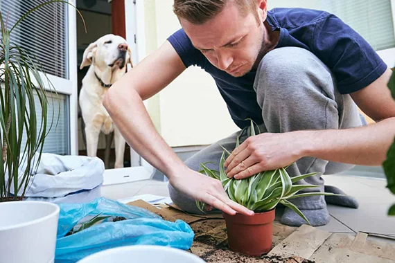 Professional Plantation