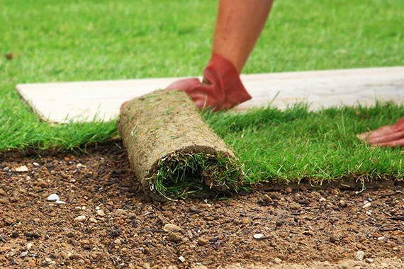 Sod Installation