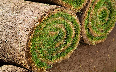Sod and Plants