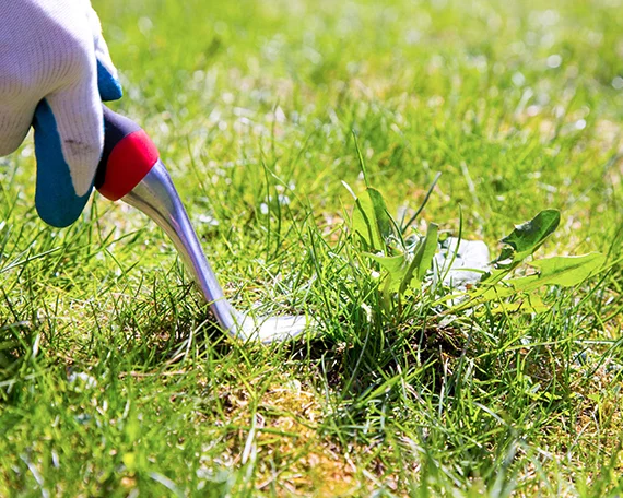 Weed Control in Elgin